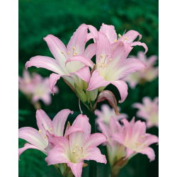 Amaryllis prawdziwy - Belladonna - duża paczka! - 10 szt.