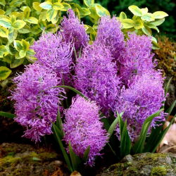 Szafirek pierzasty - Muscari Plumosum - 5 cebulek