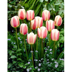 Tulipan Beau Monde - opak. 5 szt.