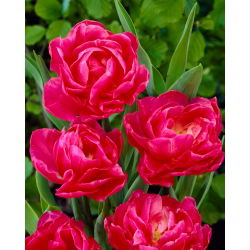 Tulipan May Wonder - opak. 5 szt.