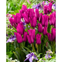 Tulipan Purple Bouquet - opak. 5 szt.