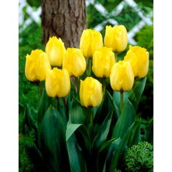 Tulipan Royal Elegance - opak. 5 szt.