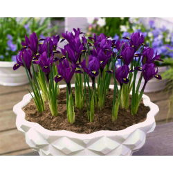 Irys botaniczny - Purple Hill - duża paczka! - 100 szt.