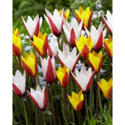 Tulipany Clusiana - zestaw 2 odmian kwiatów - 50 szt.