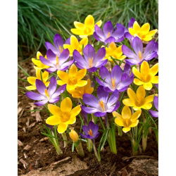 Zestaw krokus Ruby Giant i krokus Romance - 100 szt.