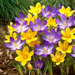 Zestaw krokus Ruby Giant i krokus Romance - 100 szt.