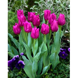 Tulipan Passionale - opak. 5 szt.