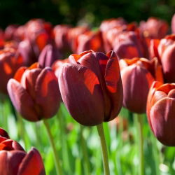 Tulipan Dom Pedro - 5 cebulek