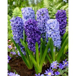 Blue mix - zestaw 3 odmian niebieskich hiacyntów - 27 szt.