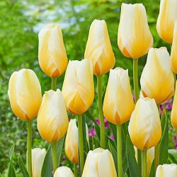 Tulipan Lemon Chiffon - 5 cebulek