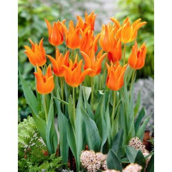 Tulipan Ballerina - 5 cebulek