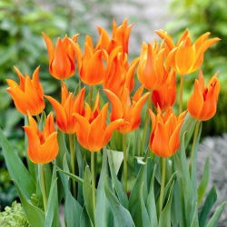 Tulipan Ballerina - 5 cebulek