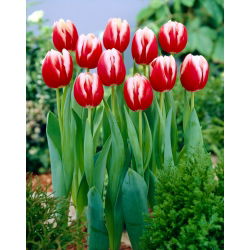 Tulipan Leen van der Mark - 5 cebulek