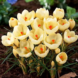 Krokus Cream Beauty - 10 cebulek