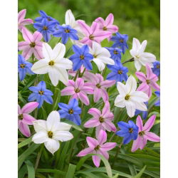 Ipheion - Ifejon - zestaw 3 kolorów - 90 szt.