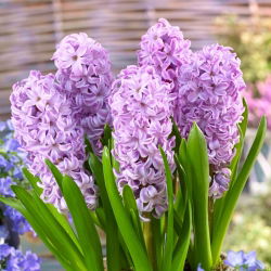 Hiacynt Splendid Cornelia - duża paczka! - 30 szt.