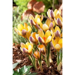 Krokus Advance - 10 szt.