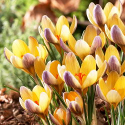 Krokus Advance - 10 szt.