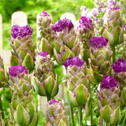Tulipan Purple Tower - 5 szt.