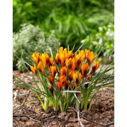 Krokus Orange Monarch - duża paczka! - 100 szt.