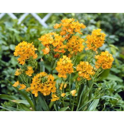 Śniedek wątpliwy - Ornithogalum Dubium - duża paczka! - 50 szt.