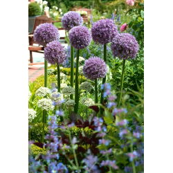 Czosnek ozdobny Round 'n Purple - duża paczka! - 10 szt.