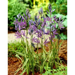 Kamasja Blue Melody - duża paczka! - 100 szt.