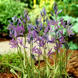 Kamasja Blue Melody - duża paczka! - 100 szt.