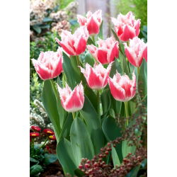 Tulipan Bell Song - duża paczka! - 50 szt.