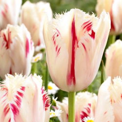 Tulipan Carrousel - duża paczka! - 50 szt.