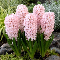 Hiacynt China Pink - duża paczka! - 30 szt.