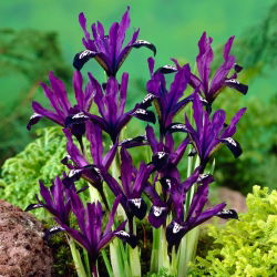 Irys Purple Gem - duża paczka! - 100 szt.