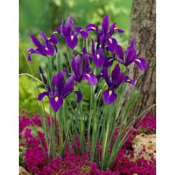 Irys holenderski - Purple Sensation - duża paczka! - 100 szt.