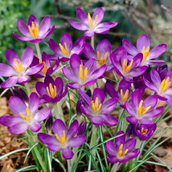 Krokus Whitewell Purple - duża paczka! - 100 szt.
