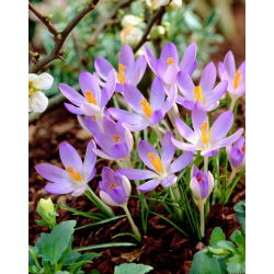 Krokus Lilac Beauty - duża paczka! - 100 szt.