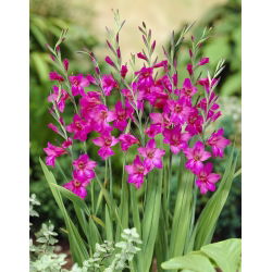 Mieczyk bizantyjski - Gladiolus Byzantinus - duża paczka! - 100 szt.