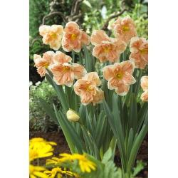 Narcyz Apricot Whirl - duża paczka! - 50 szt.
