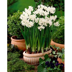 Narcyz Bożonarodzeniowy - Paperwhites Ziva - duża paczka! - 50 szt.