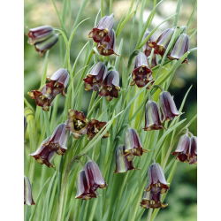 Szachownica Elwesa - Fritillaria elwesii - duża paczka! - 50 szt.