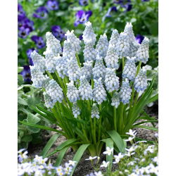 Szafirek Muscari Peppermint - duża paczka! - 100 szt.