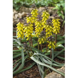 Szafirek złoty - Muscari Golden Fragrence - duża paczka! - 30 szt.