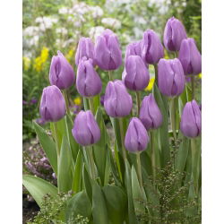 Tulipan Alibi - duża paczka! - 50 szt.