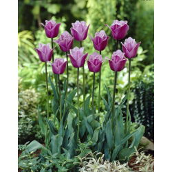 Tulipan Blue Heron - duża paczka! - 50 szt.
