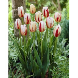 Tulipan Carnaval de Rio - duża paczka! - 50 szt.