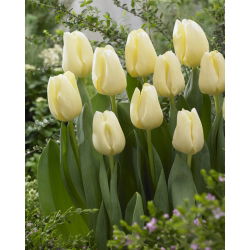 Tulipan Cheers - duża paczka! - 50 szt.