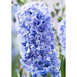 Hiacynt Blue Tango - pełny - duża paczka! - 30 szt.