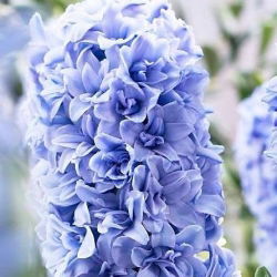 Hiacynt Blue Tango - pełny - duża paczka! - 30 szt.