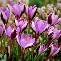 Krokus Minimus - duża paczka! - 100 szt.