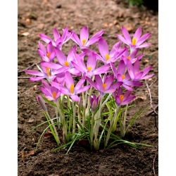 Krokus Roseus - duża paczka! - 100 szt.