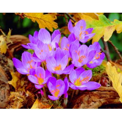 Krokus Jesienny Speciosus - duża paczka! - 100 szt.